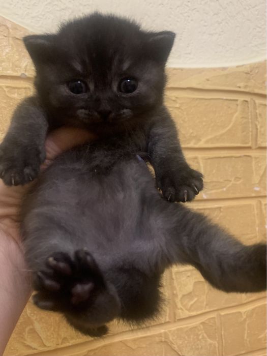 Шотландське кошеня