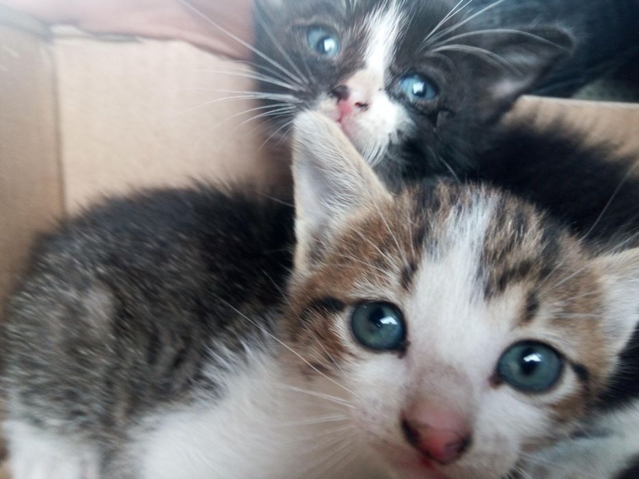 Pet-sitting/ Tomo conta de animais