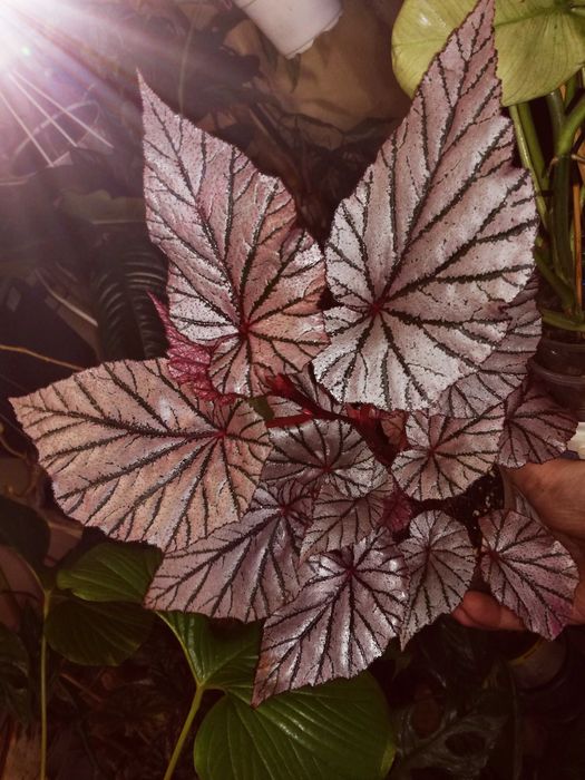 Begonia NoID ( Tingley Mallet ?) pink violet gwiezdna jak różowe UFO nie monstera variegata i philodendron