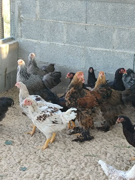 Frangos de várias raças