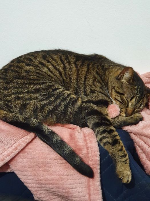 Gatinha para adoção