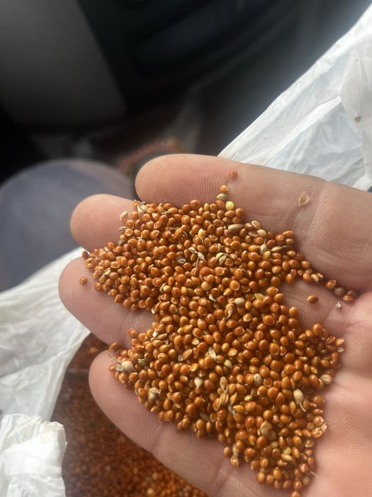 Насіння житомира