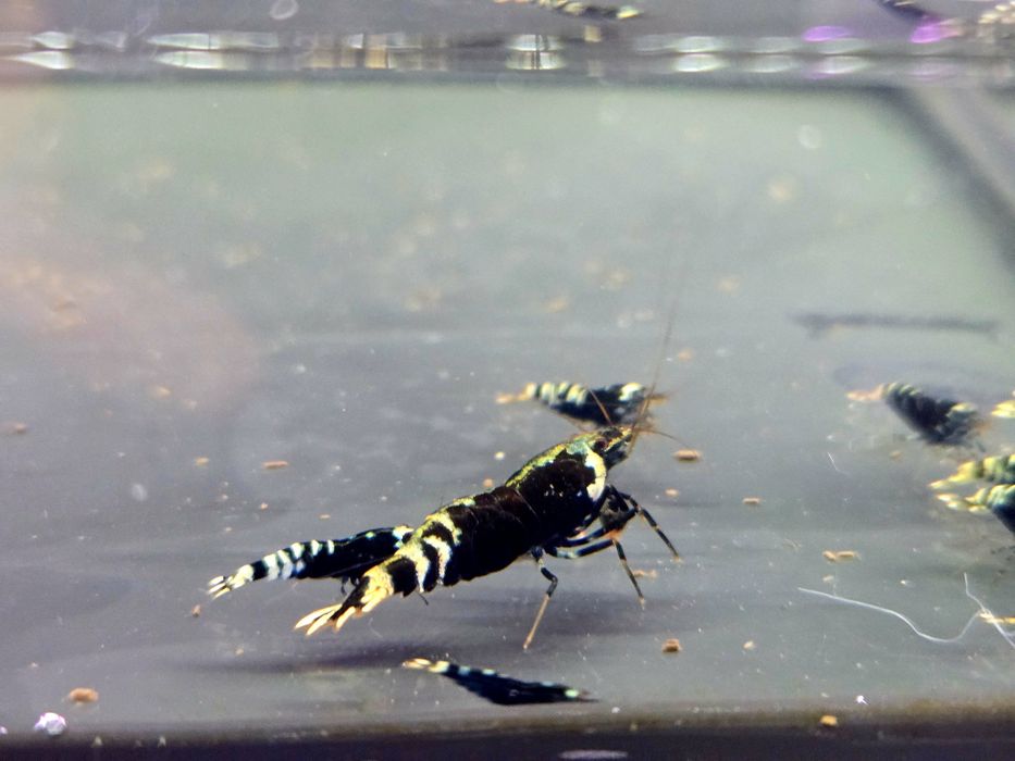 Krewetka Nanasi black (caridina)