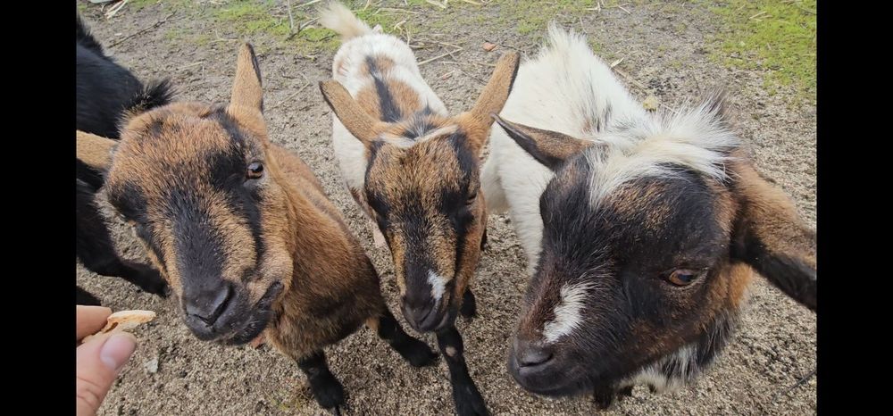 Casal cabritos anões