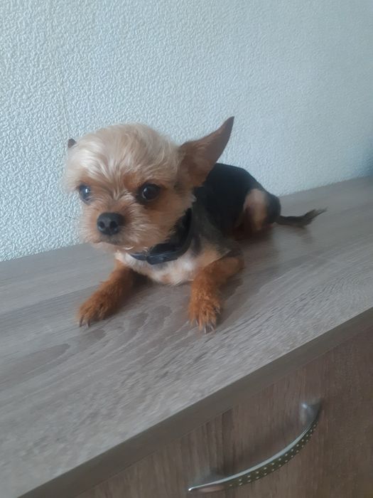 Вязка  собака сiм років