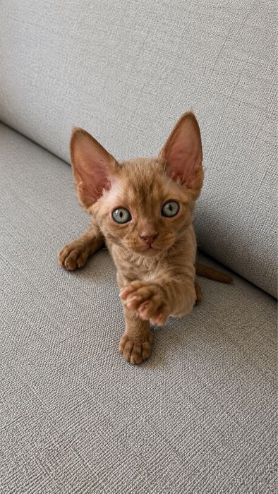 Kotka Devon Rex Zarezerwowana