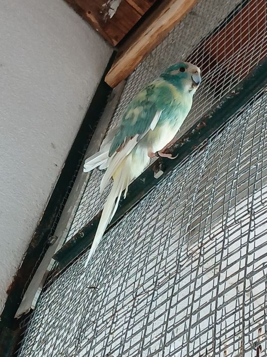 Vendo ou troco kakariki macho