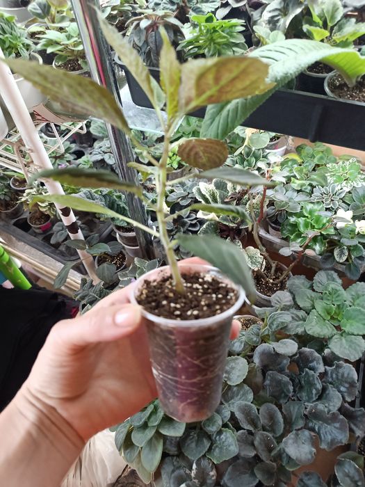 Бальзамін махровий