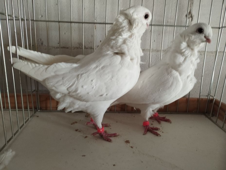 Mewk i białe egipskie, litewskie, kowieńskie