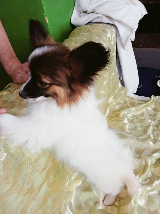 Детки папильонов.