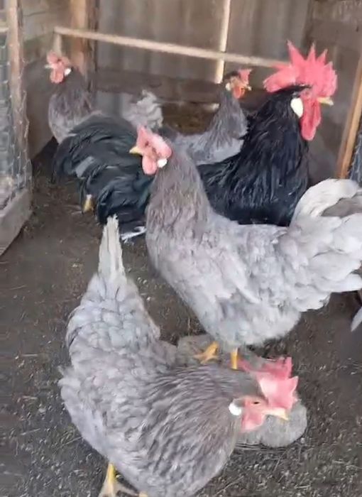 Інкубаційне яйце курей італійська несучка