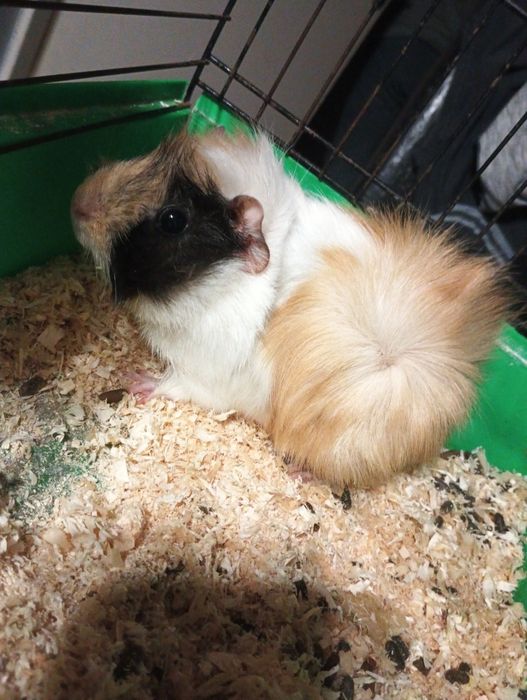 REZERWACJA Świnka morska samica