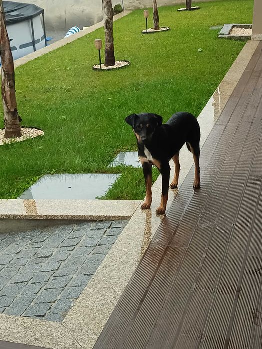 Adoção animal responsável