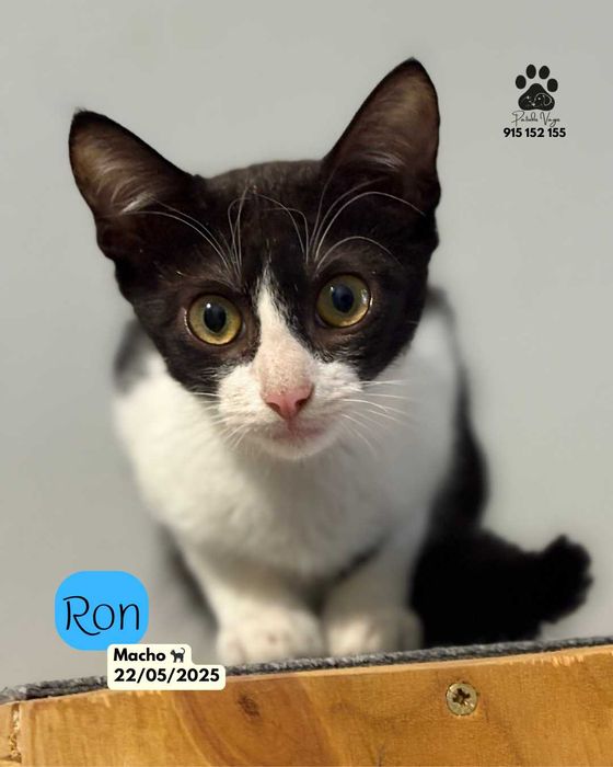 Gatinhos para adoção responsável