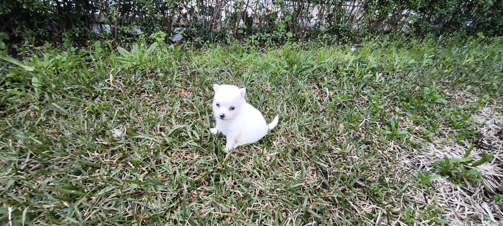 Spitz alemão anão  Lulu da Pomerânia