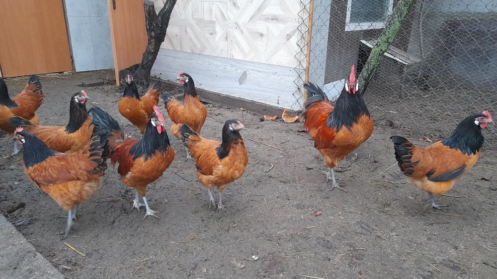 Jaja lęgowe Lakenfelder plus 7 ras