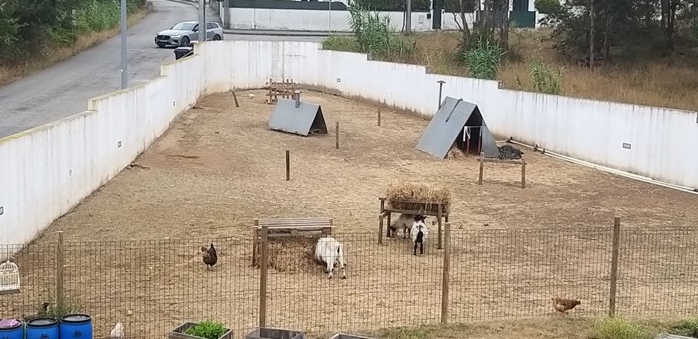 Cabrito  anão machos