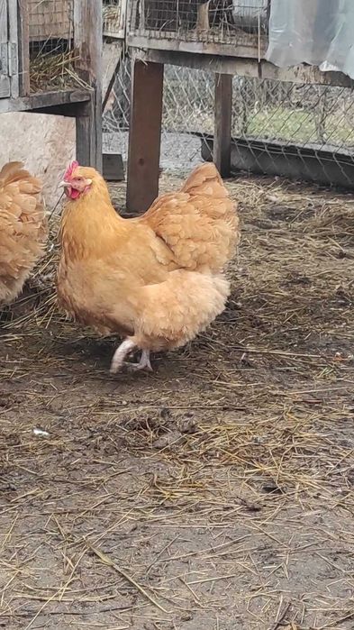 Продам курей Орпінгтонів і інкубаційних яєць.