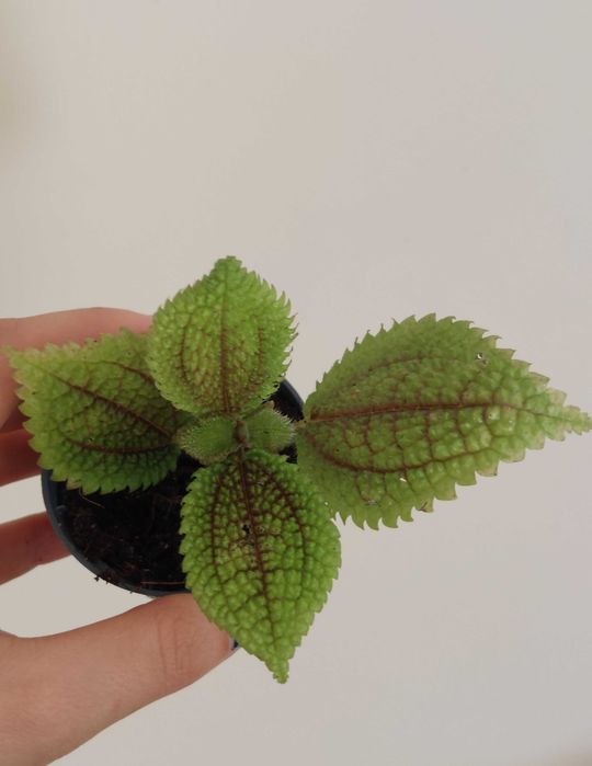 Pilea Moon Valley