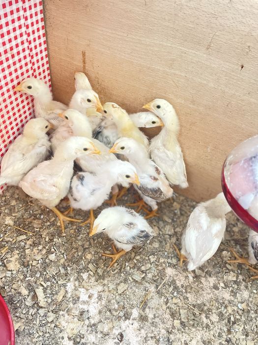 Pintos  indio gigante