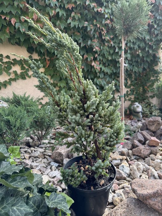 Туя, можжевельник, кипарисовик, ялинка.