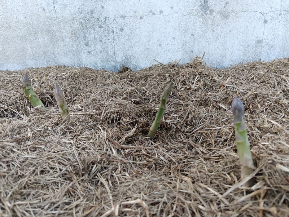 Espargos verdes caseiros