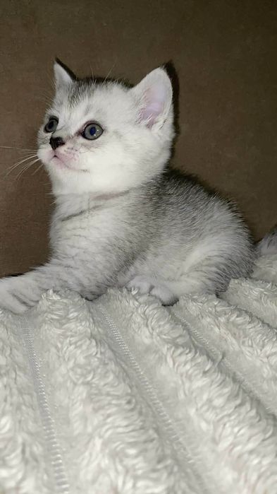 Срібна шотландська шиншила страйт