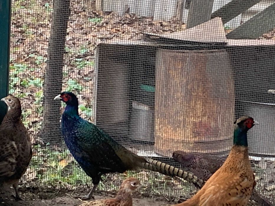 Фазани мисливські та румуни