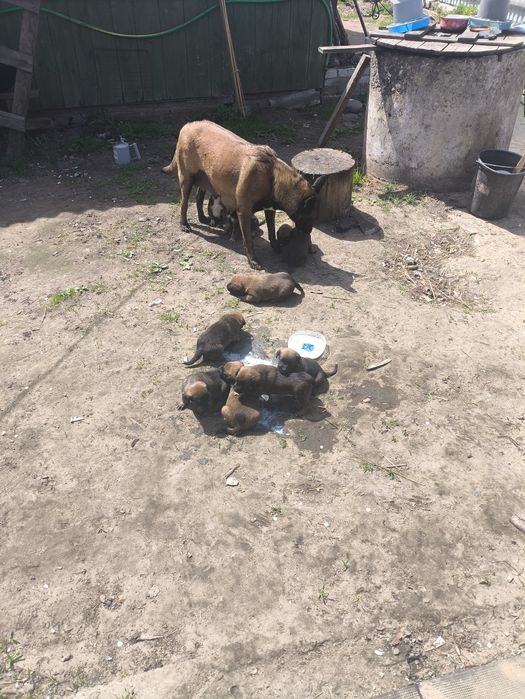 Продам щенков Малинуа!
