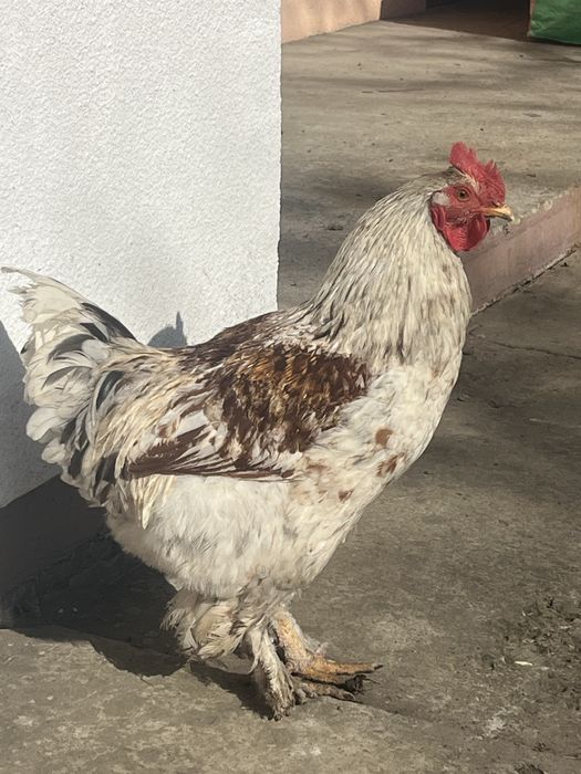 Молодий півень (півні) 8 місяців