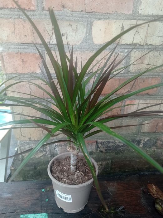 Драцена Маргината.