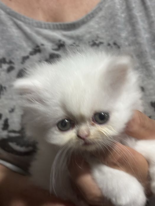 Gatinha persa meiga e pura