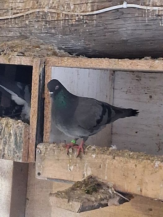 Gołębie, samiczka egierska