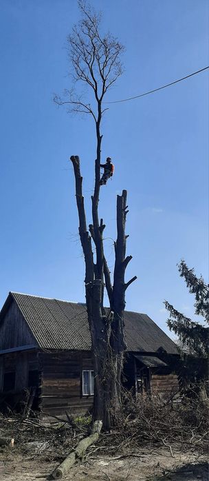 Wycinka Drzew Alpinistycznie,Profesjonalnie.