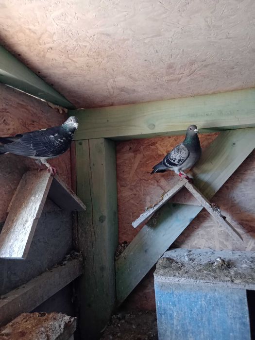 Piękne gołębie pocztowe okazja!!!