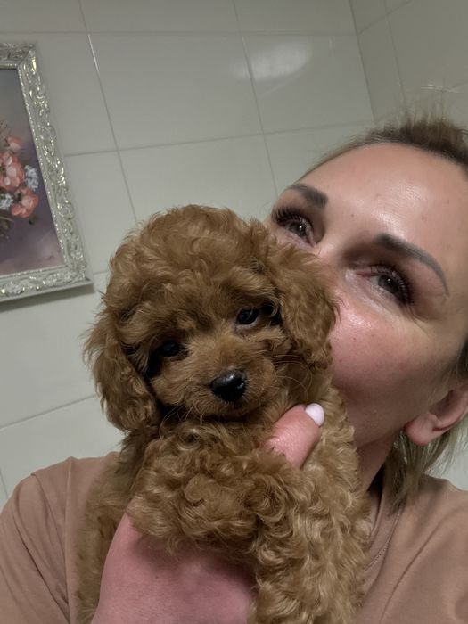 Диво мікро  хлопчик той пудель