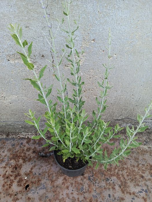 Perovskia 'Little Spire'