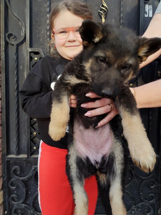 Овчарка, девочка