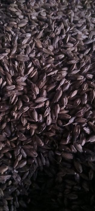 Orkisz pszenica orkisz