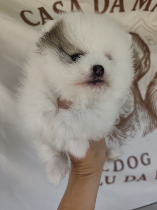 Spitz alemão/lulu