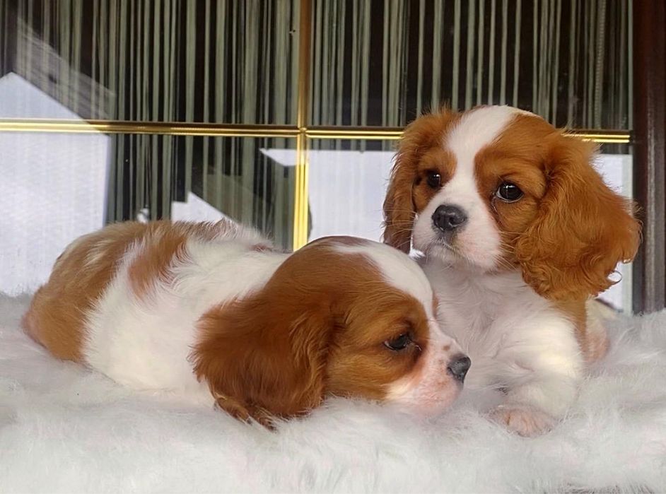 Cavalier King Charles Sosniel