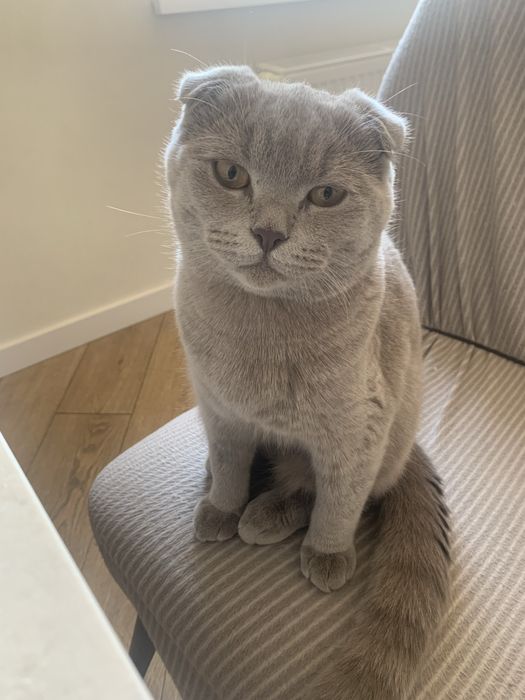 Домік для кошенят