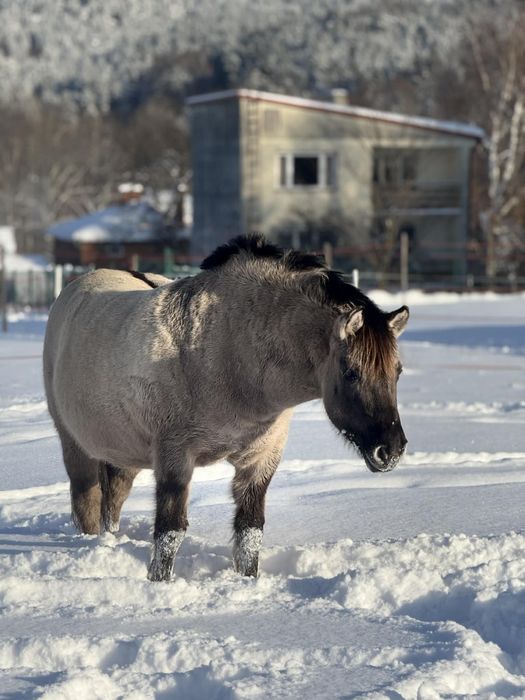 Bardzo przyjazny konik polski