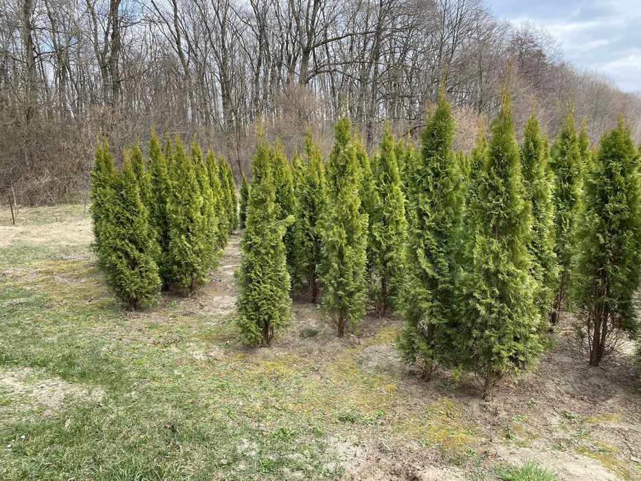 Смарагд  1,8 - 500грн 2-550грн 2,2-650 грн