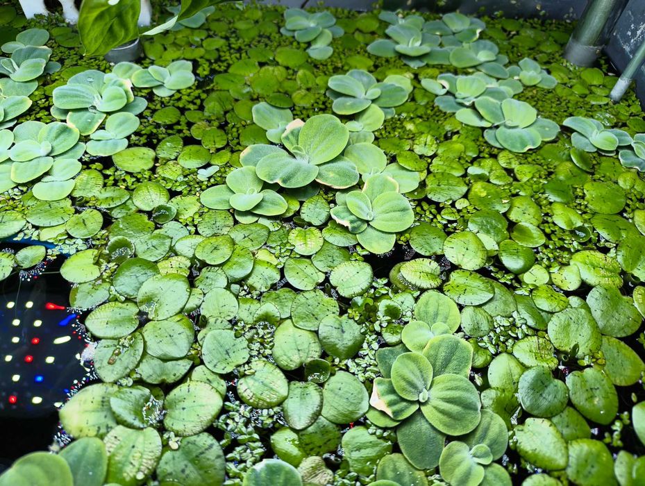 Limnobium + Rzęsa wodna  (zestaw 5 szt.)