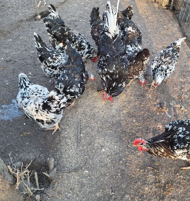 Jaja legowe LEGHORN, tenczanka ,TĘCZANKA