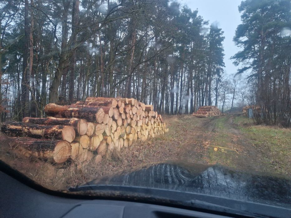 Sosna Kłoda 4.1m papierówka S2b 2,45m tartaczne