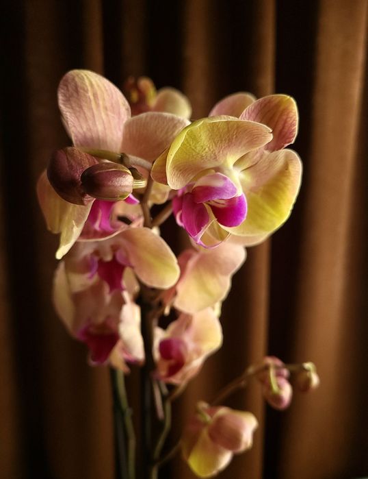 Орхідея, Фаленопсис, квіти