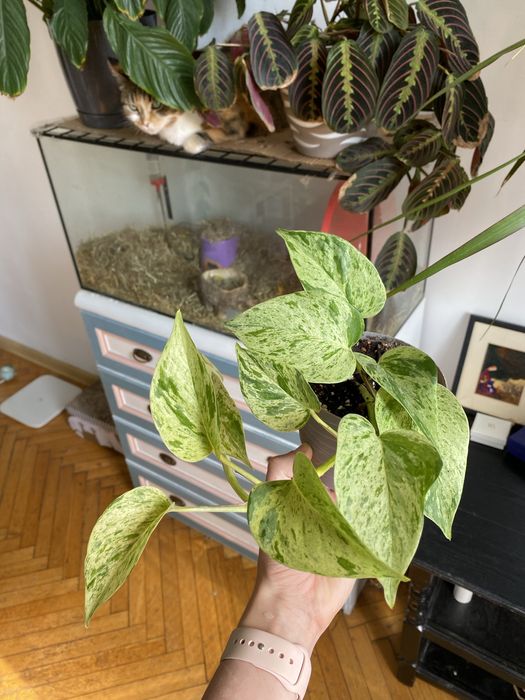 Epipremnum snow queen