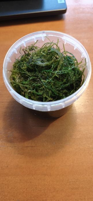 Musgo para aquário (Vesicularia sp.)